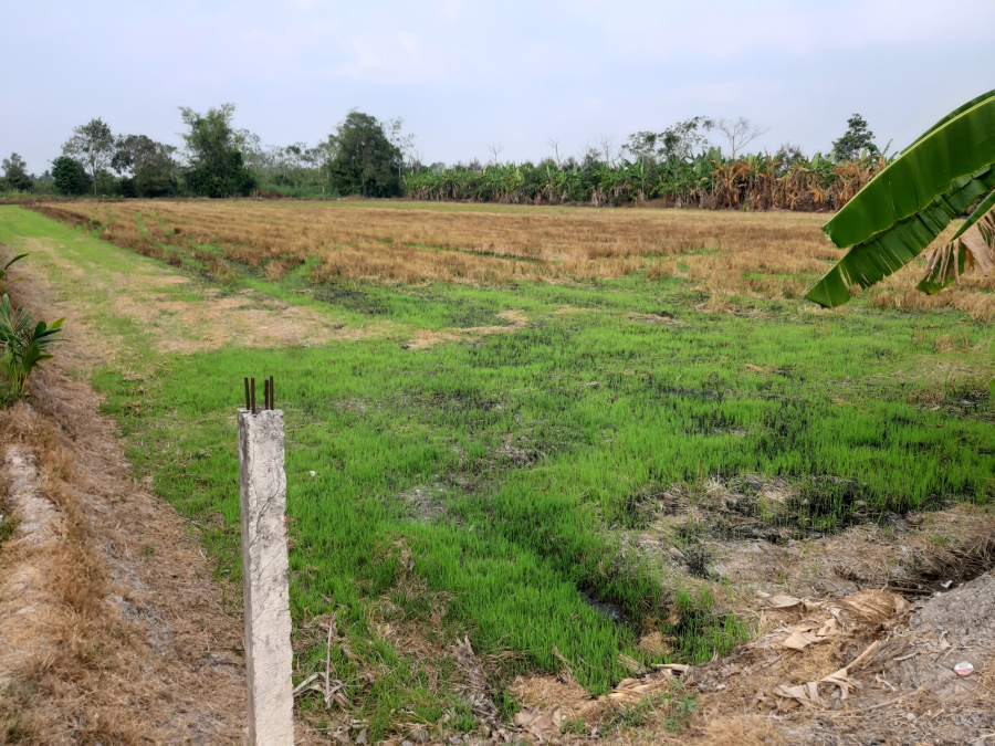 Bán 10 công đất mặt tiền lộ Vàm Bi - Phong Điền - Cần Thơ