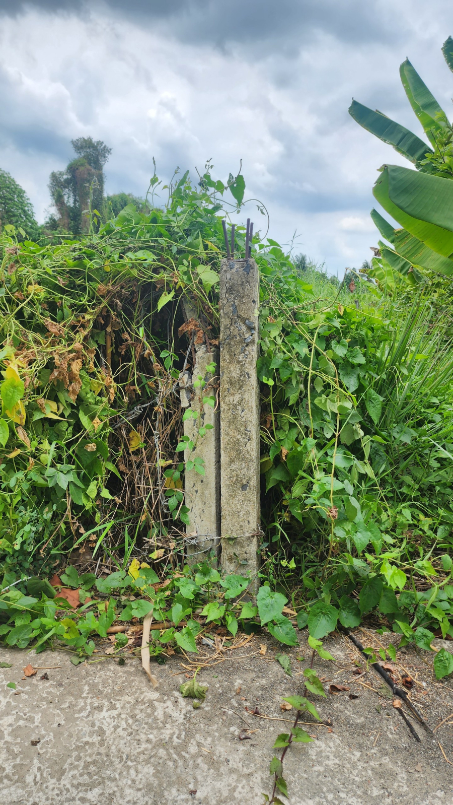 Bán miếng đất 2.200m2 có 200m2 ODT - Mỹ Khánh, Phong Điền, Cần Thơ