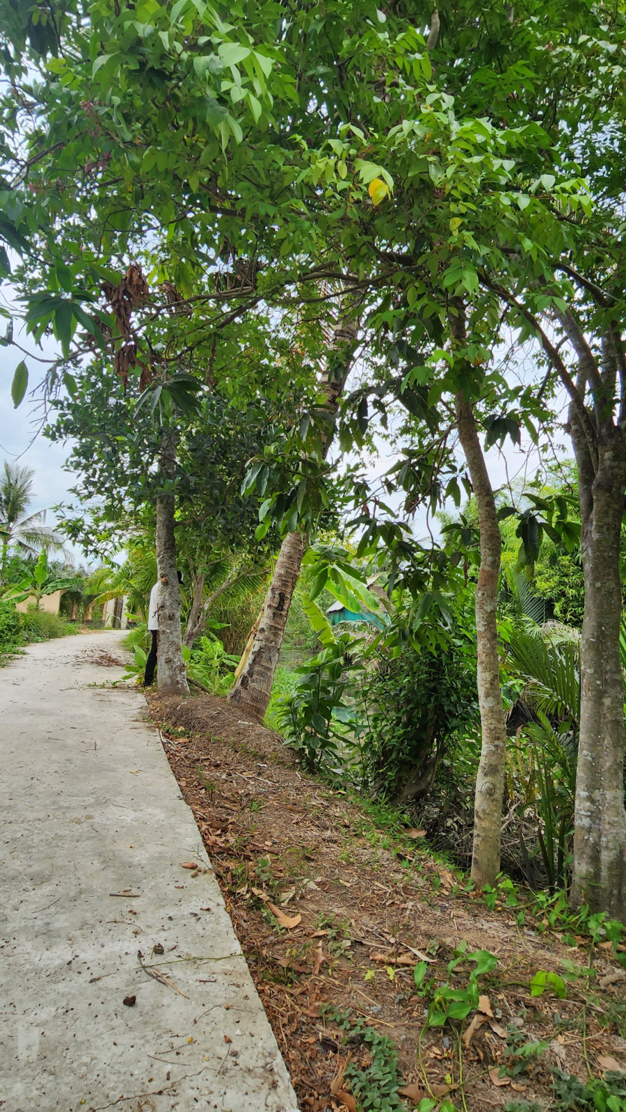 Bán miếng đất 2.200m2 có 200m2 ODT - Mỹ Khánh, Phong Điền, Cần Thơ